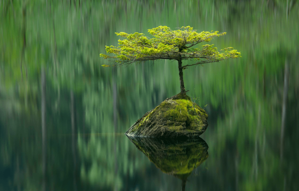 Fairy Lake Vancouver Island